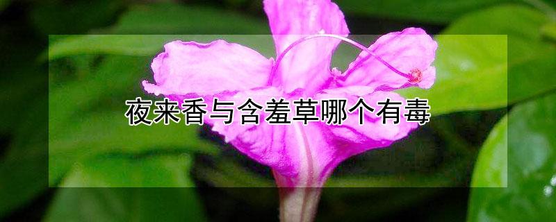 夜来香与含羞草哪个有毒 夜来香和含羞草哪一个有毒