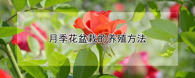 月季花盆栽的养殖方法（月季花养殖方法 盆栽）