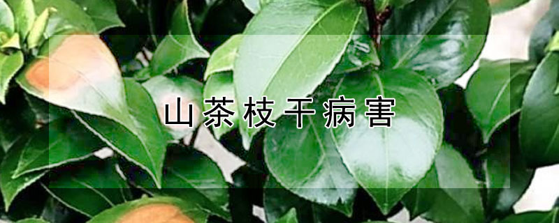 山茶枝干病害（茶树枝干病害）