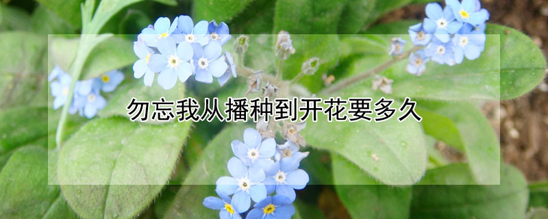 勿忘我从播种到开花要多久（勿忘我花种子多久发芽）