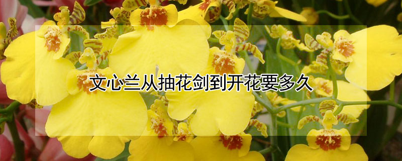 文心兰从抽花剑到开花要多久 文心兰抽箭到开花要多久