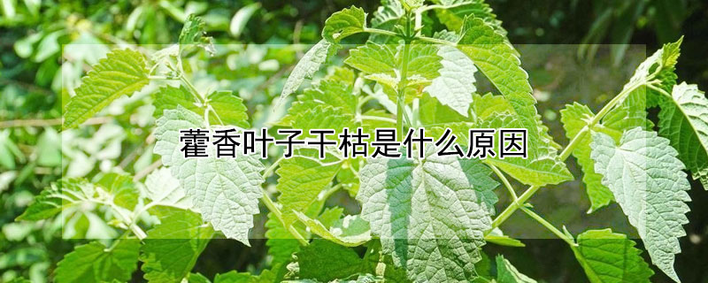 藿香叶子干枯是什么原因（藿香叶子都蔫了）