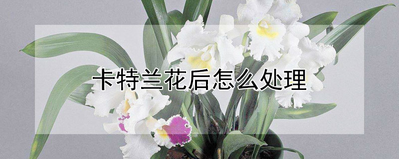 卡特兰花后怎么处理 卡特兰花期怎么养护