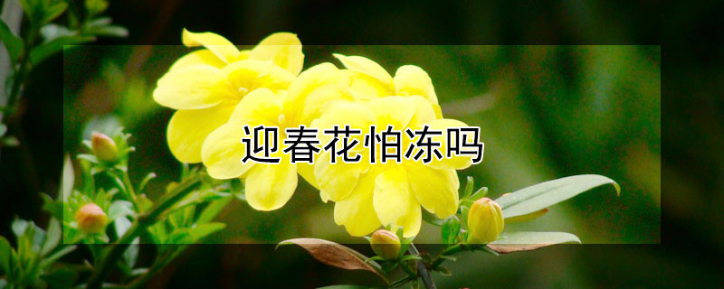 迎春花怕冻吗 盆栽迎春花怕冻吗