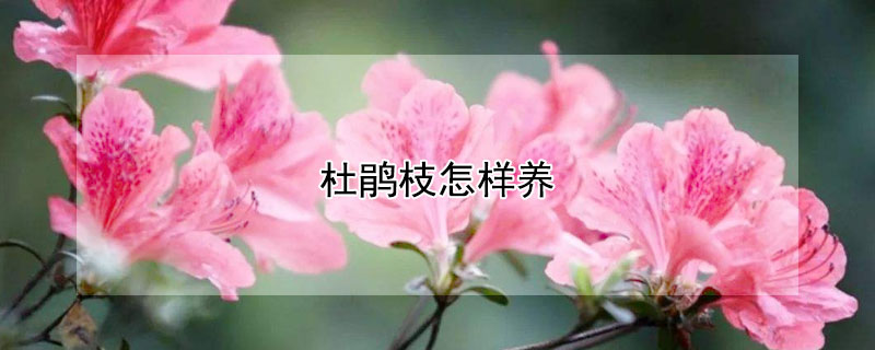 杜鹃枝怎样养（杜鹃花怎么养）