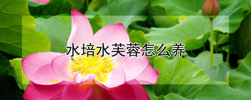 水培水芙蓉怎么养（水培水芙蓉怎么养开花）