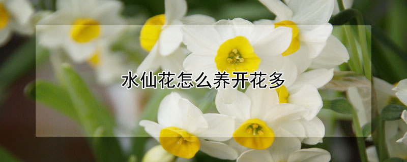 水仙花怎么养开花多（水仙花怎么养开花）