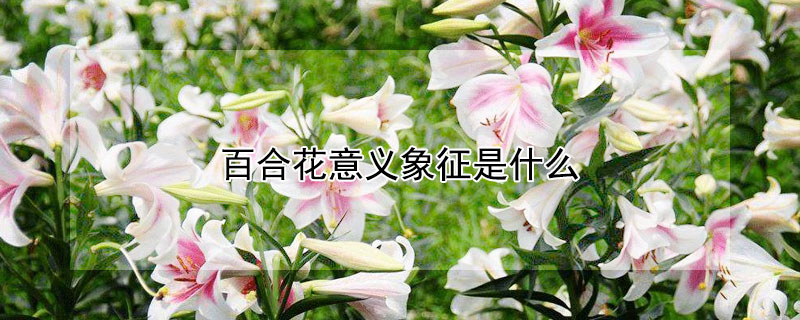 百合花意义象征是什么 百合花的象征意义是什么?