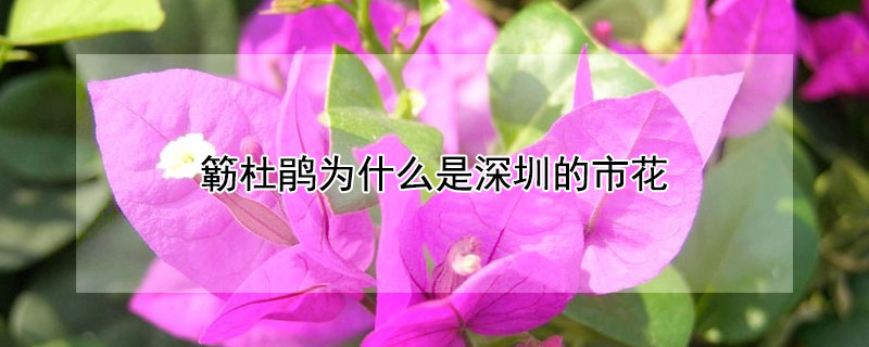 簕杜鹃为什么是深圳的市花（深圳市花是什么花啊 勒杜鹃）