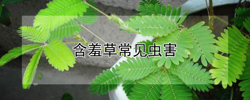 含羞草常见虫害 含羞草怕什么害虫