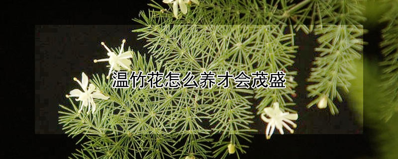 温竹花怎么养才会茂盛（文竹怎样栽植）