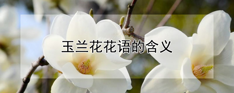 玉兰花花语的含义 玉兰花语和含义