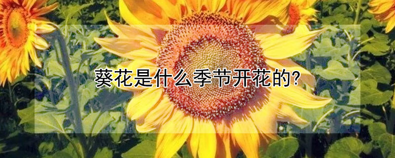 葵花是什么季节开花的?（葵花什么时间开花）