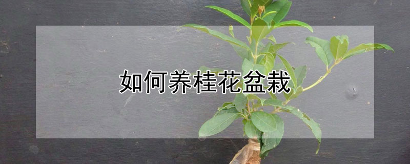 如何养桂花盆栽（怎样养盆栽桂花）