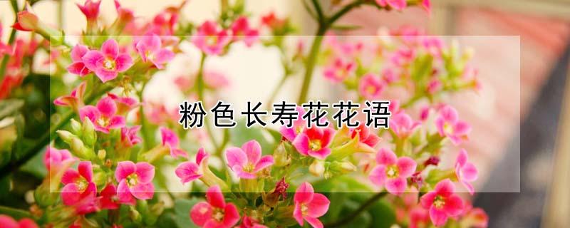 粉色长寿花花语（长寿花各种颜色花语）