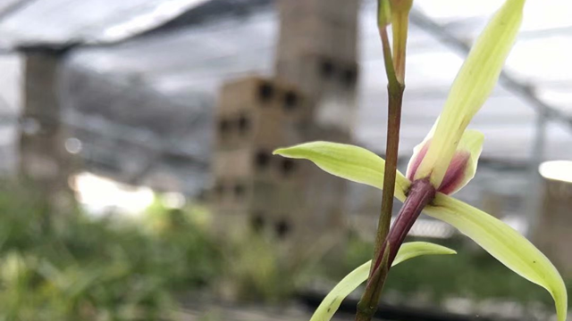 兰花夏天怎么养护 兰花夏天怎么养护?