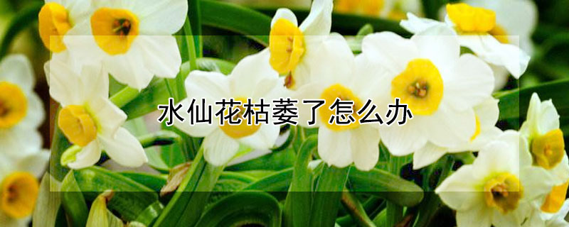 水仙花枯萎了怎么办（水仙花干枯了怎么办）