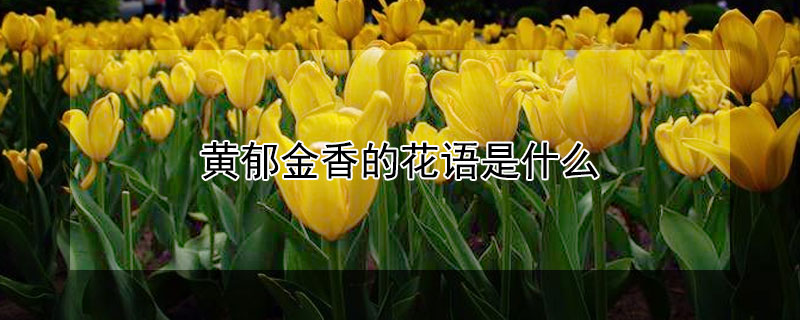 黄郁金香的花语是什么 黄郁金香的花语是什么意思