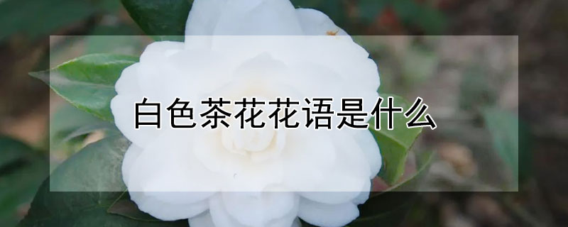 白色茶花花语是什么 白茶花语是什么意思