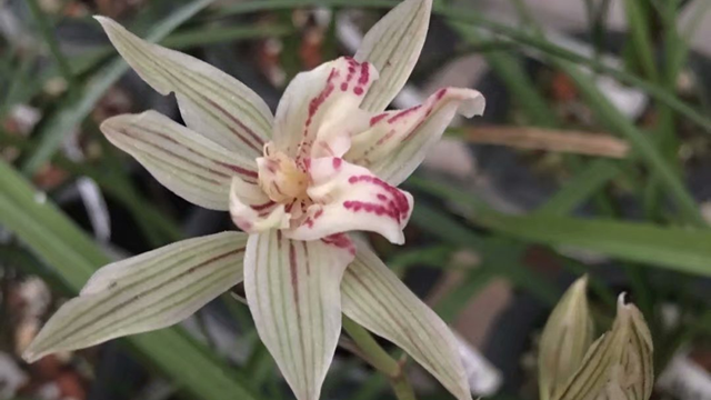 兰花小苗几年开花（兰花新苗几年开花）