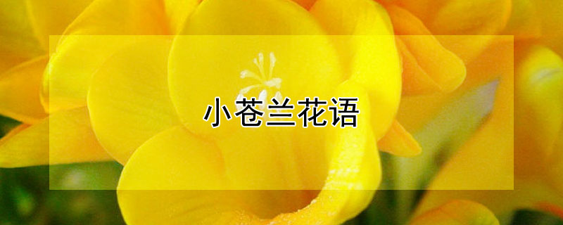 小苍兰花语（英国梨小苍兰花语）