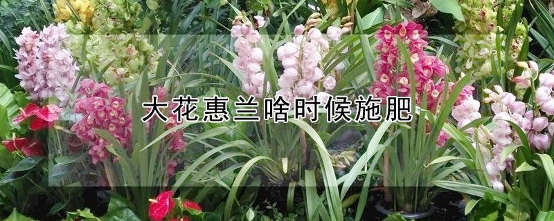 大花惠兰啥时候施肥（大花惠兰开花时施什么肥好）