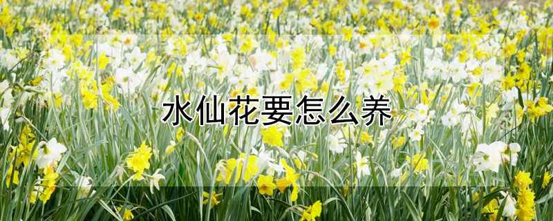 水仙花要怎么养 水仙花要怎么养才好