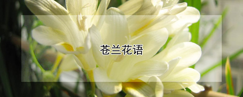 苍兰花语（苍兰花语象征与寓意）