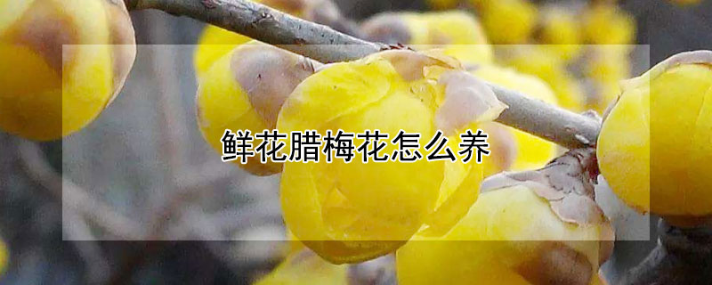 鲜花腊梅花怎么养 腊梅鲜花怎么养护