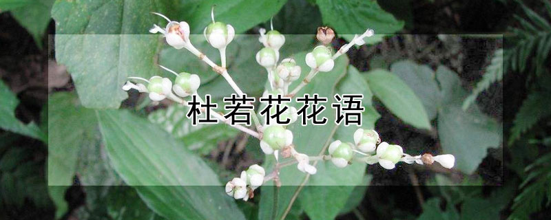 杜若花花语（杜若花的花语是什么）