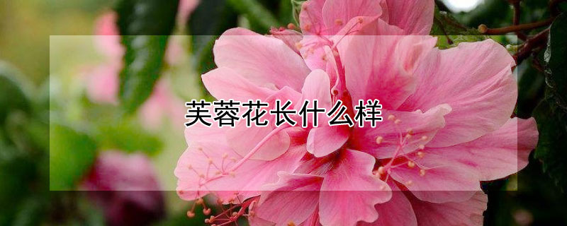 芙蓉花长什么样（芙蓉花长什么样儿?）