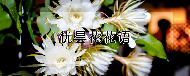 优昙花花语（优昙仙花花语）