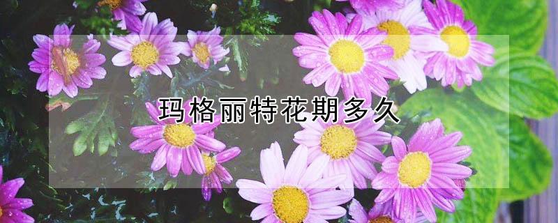 玛格丽特花期多久（玛格丽特花期多长时间）