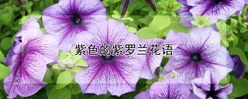 紫色的紫罗兰花语 红色紫罗兰花语是什么