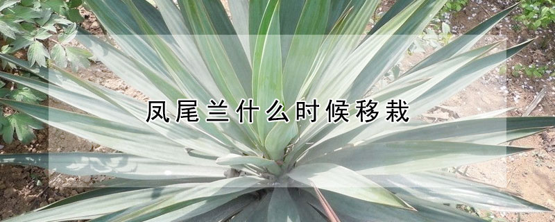 凤尾兰什么时候移栽 凤尾兰什么时候开花