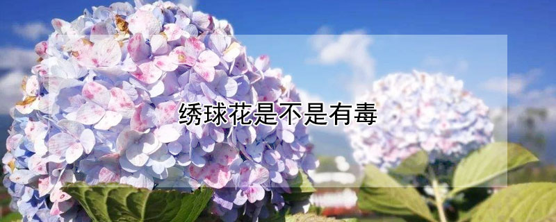 绣球花是不是有毒 绣球花是否有毒