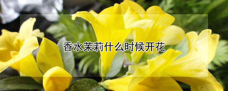 香水茉莉什么时候开花（香水茉莉什么时候开花?）