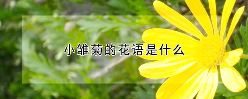 小雏菊的花语是什么（郁金香的花语是什么）