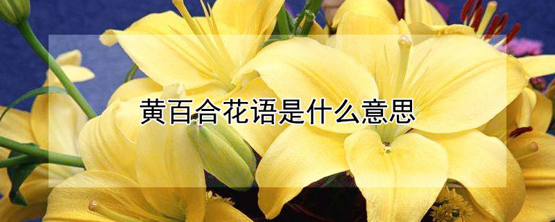 黄百合花语是什么意思 黄百合花语代表什么意思