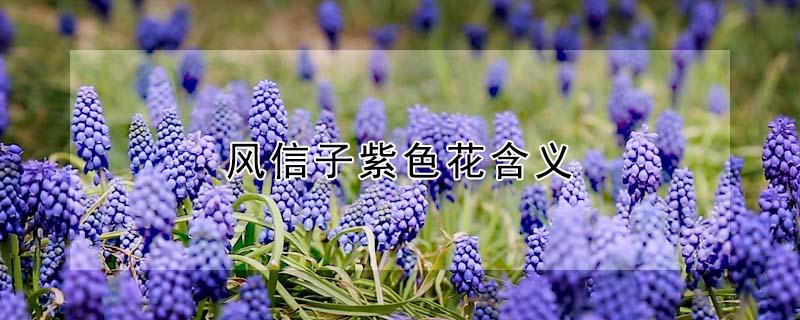 风信子紫色花含义（深紫色风信子花的寓意是什么）