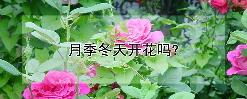 月季冬天开花吗?（月季冬天开花吗北方）