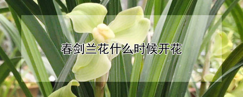 春剑兰花什么时候开花（剑兰花啥时候开花）