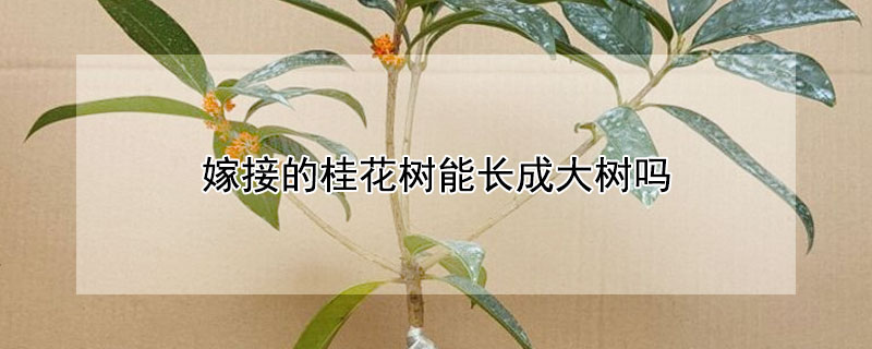 嫁接的桂花树能长成大树吗（嫁接桂花树能长多大）