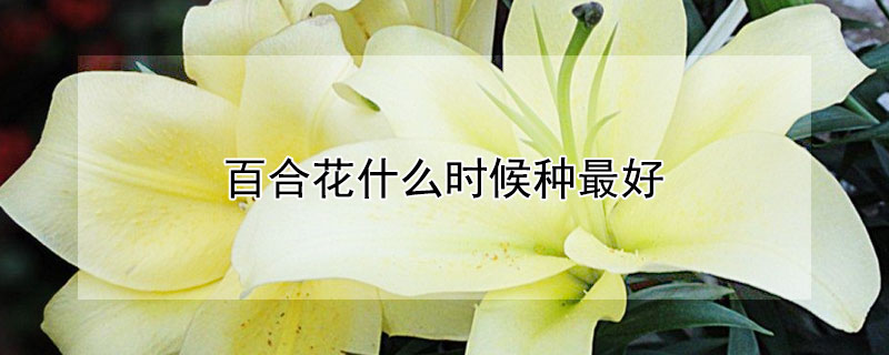 百合花什么时候种最好（百合花什么季节栽种）