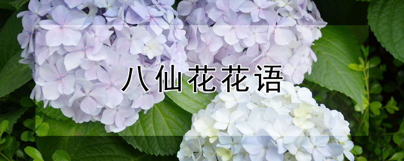 八仙花花语（八仙花花语是什么意思）