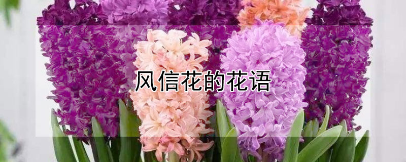 风信花的花语 风信花的花语是什么意思