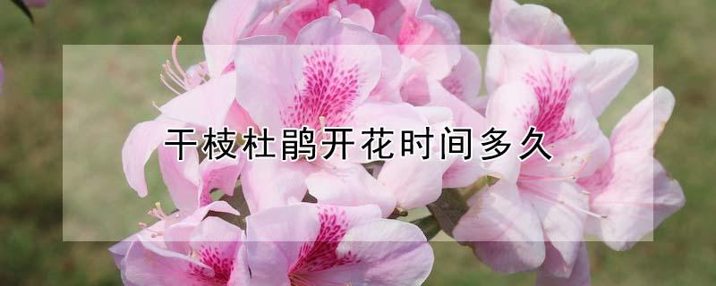 干枝杜鹃开花时间多久（干枝杜鹃花期）