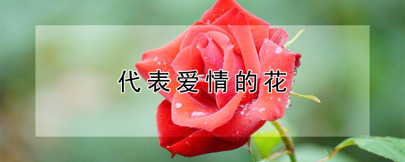 代表爱情的花（代表爱情的花图片）