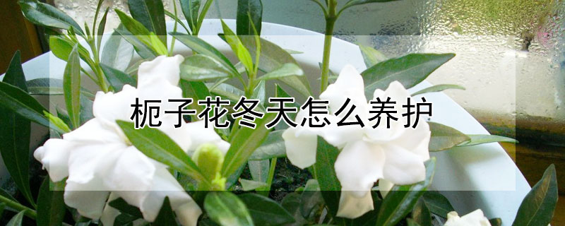 枙子花冬天怎么养护（栀子花夏季怎样养护）