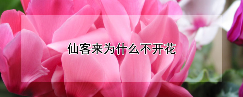 仙客来为什么不开花（仙客来为什么不开花,叶子卷边）